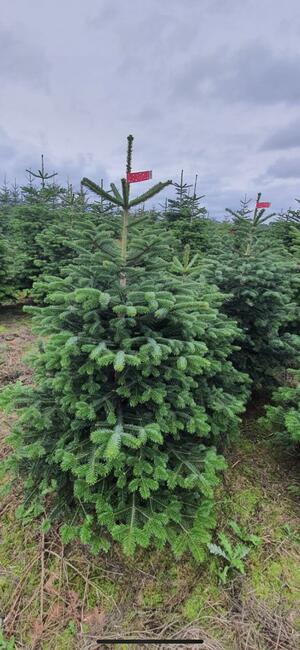 Plantacja Choinek jodła świerk pospolity srebrny.FORMOWANE