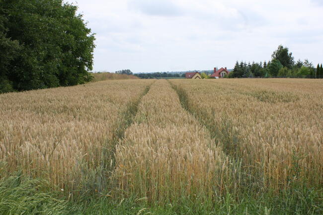 działka budowlana Zagrody Przybysławice