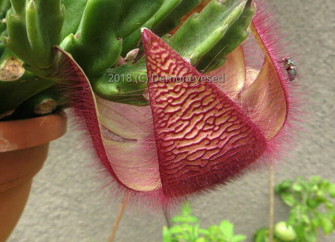 Sukulent Stapelia grandiflora włochate kwiaty
