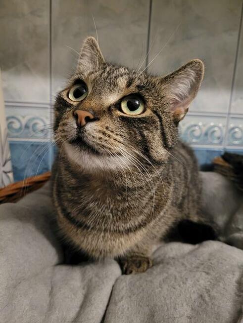 Wilga - pokocha Cię bezwarunkowo