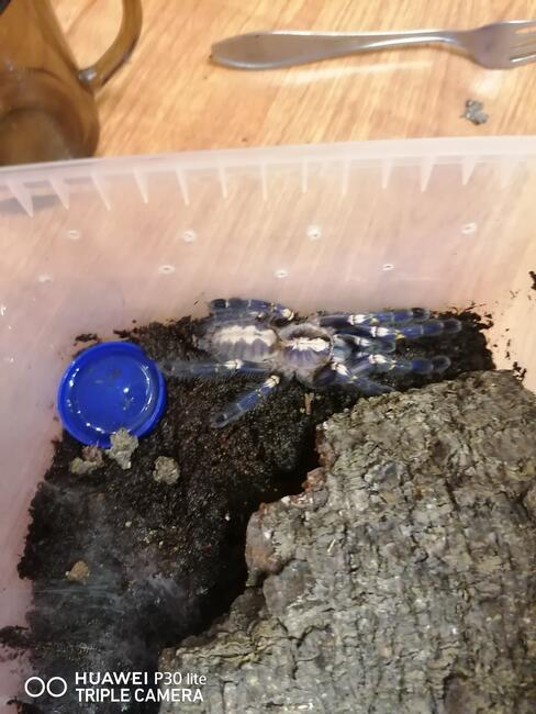 Ptasznik - Poecilotheria metallica Samica 5,5cm DC
