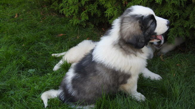 Mastif Pirenejski Mastin del Pirineo Pyrenean mastiff