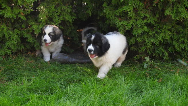 Mastif Pirenejski Mastin del Pirineo Pyrenean mastiff
