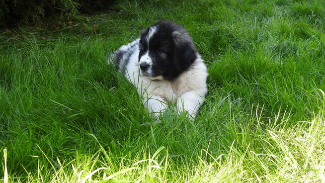 Mastif Pirenejski Mastin del Pirineo Pyrenean mastiff