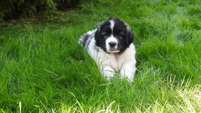 Mastif Pirenejski Mastin del Pirineo Pyrenean mastiff
