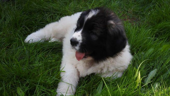 Mastif Pirenejski Mastin del Pirineo Pyrenean mastiff