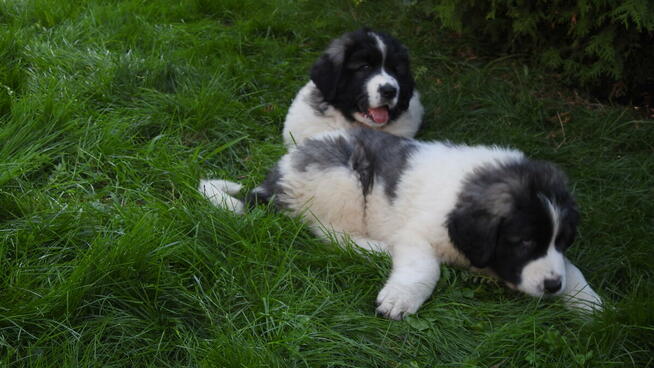 Mastif Pirenejski Mastin del Pirineo Pyrenean mastiff