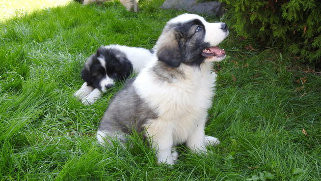 Mastif Pirenejski Mastin del Pirineo Pyrenean mastiff