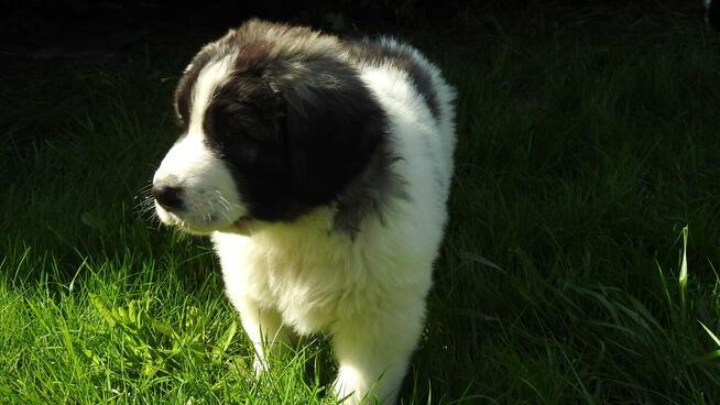 Mastif Pirenejski Mastin del Pirineo Pyrenean mastiff