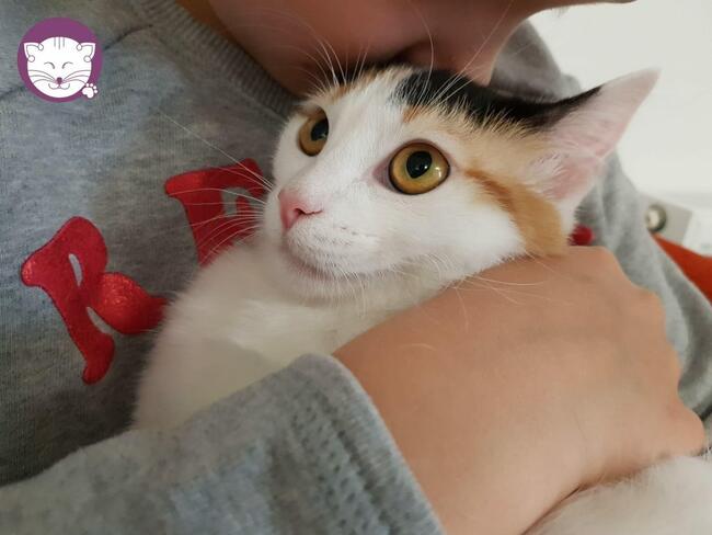 Liczi - nieśmiała, przepięknie umaszczona koteczka