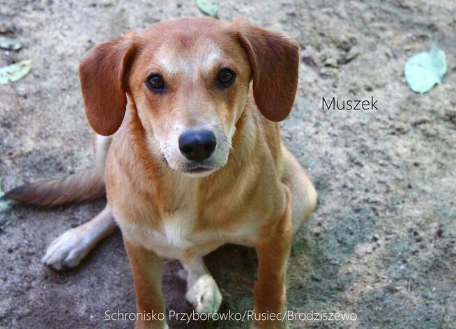 Muszek - szczenię lubiące kontakt z człowiekiem i zabawę