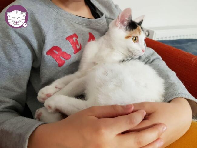 Liczi - nieśmiała, przepięknie umaszczona koteczka