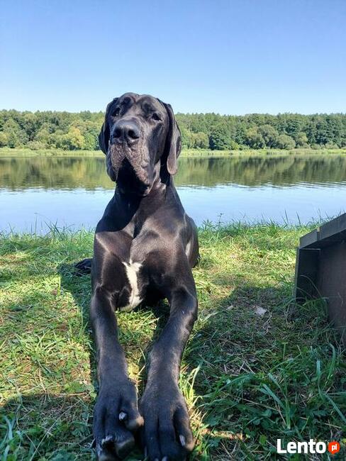 DOGI NIEMIECKIE kolor CZARNY rodowód ZKWP (FCI )