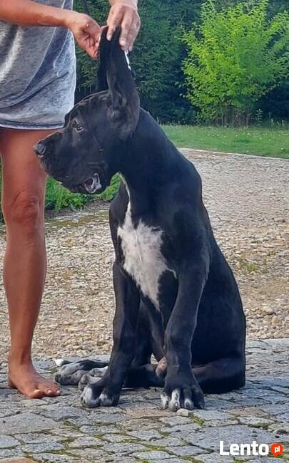 DOGI NIEMIECKIE kolor CZARNY rodowód ZKWP (FCI )