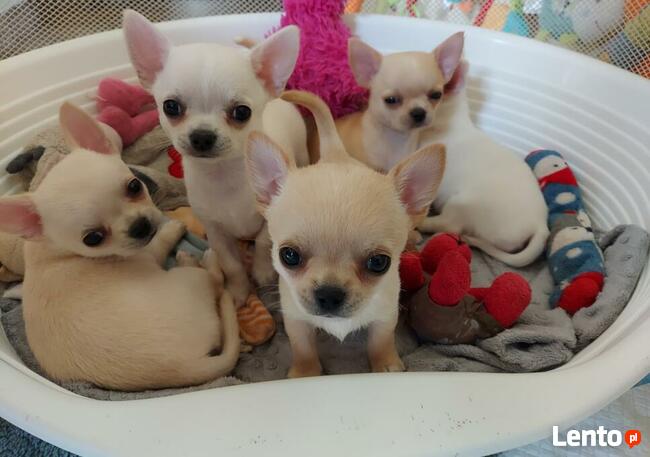 Chihuahua piękna sunia rodowód ZKWP