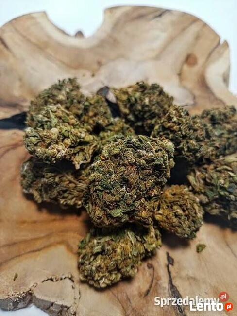 susz CBD Gorilla Glue Premium Najwyższa jakość 8,50zł