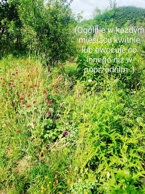 Zaciszna i dorodna EKO działka, Woda, prąd, dobry dojazd! :)