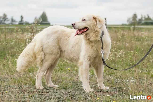 Amika _ łagodna, trochę lękliwa.