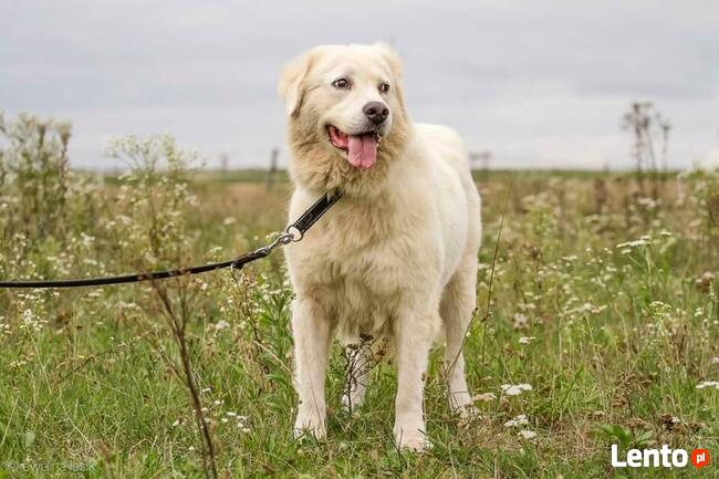Amika _ łagodna, trochę lękliwa.