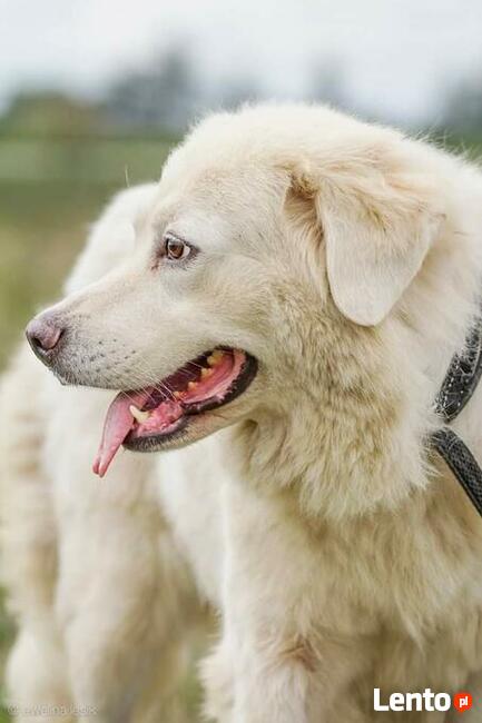 Amika _ łagodna, trochę lękliwa.