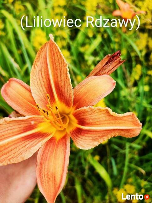 Zaciszna i dorodna EKO działka, Woda, prąd, dobry dojazd! :)