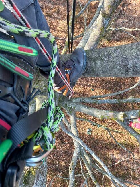 Wycinka i pielęgnacja drzew metodą alpinistyczną