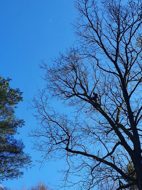 Wycinka i pielęgnacja drzew metodą alpinistyczną