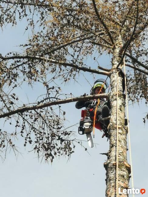 Wycinka i pielęgnacja drzew metodą alpinistyczną