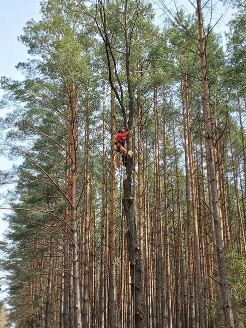 Wycinka i pielęgnacja drzew metodą alpinistyczną