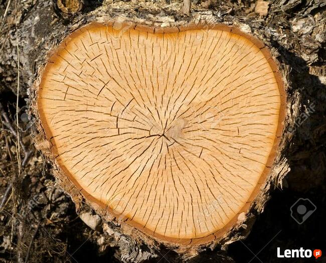 Wycinka drzew Poznań, Luboń, Przeźmierowo, Mosina, Stęszew,