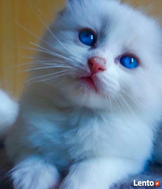 Rodowód WCF/PZF legalna hodowla + rodowód+ks.zdrowia