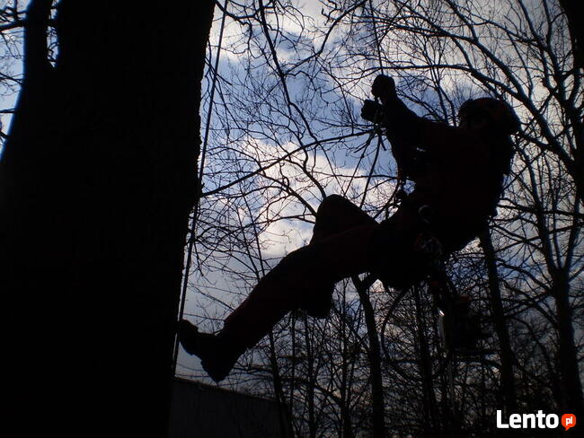 Wycinka drzew Poznań, Luboń, Przeźmierowo, Mosina, Stęszew,