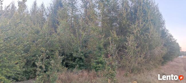 Okazja ! 3h lasu z dopłatami + działka do zabudowy