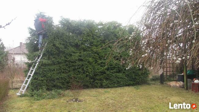 Wycinka drzew Poznań, Luboń, Przeźmierowo, Mosina, Stęszew,