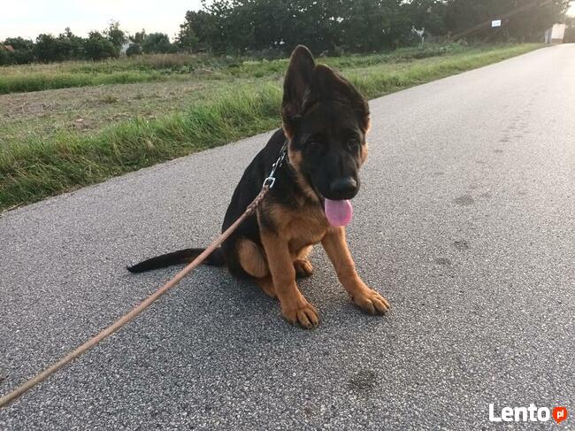 Szczenięta Owczarka Niemieckiego krótkowłosego ZKwP FCI