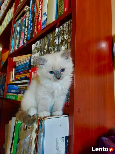 Rodowód WCF/PZF legalna hodowla + rodowód+ks.zdrowia