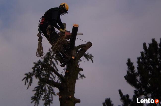 Wycinka drzew Poznań, Luboń, Przeźmierowo, Mosina, Stęszew,