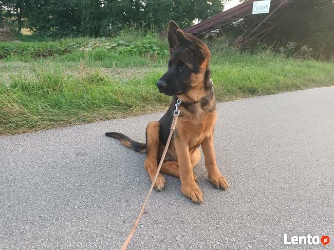 Szczenięta Owczarka Niemieckiego krótkowłosego ZKwP FCI