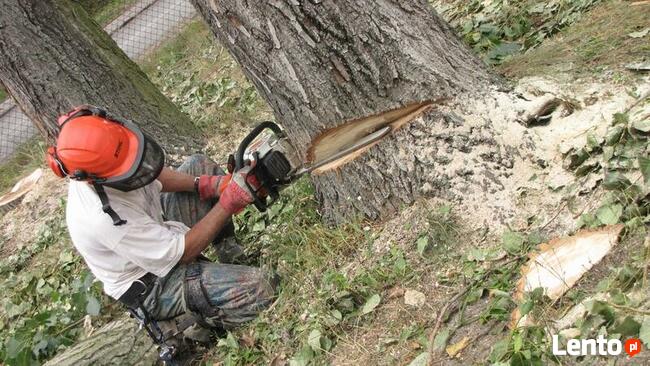 Wycinka drzew Poznań, Luboń, Przeźmierowo, Mosina, Stęszew,