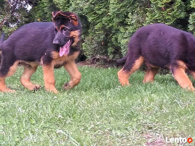 Szczenięta Owczarka Niemieckiego krótkowłosego ZKwP FCI