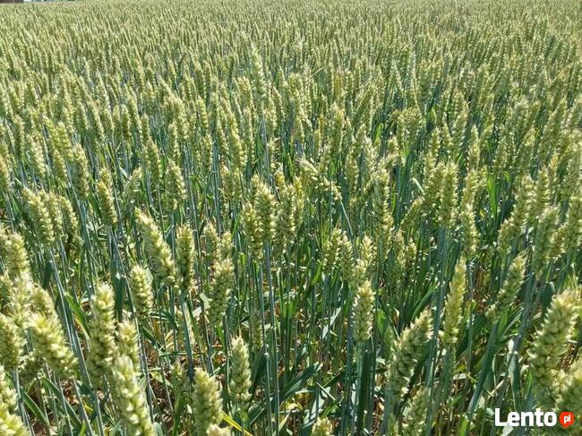 Materiał siewny C1 pszenica ozima Kariatyda jakościowa A