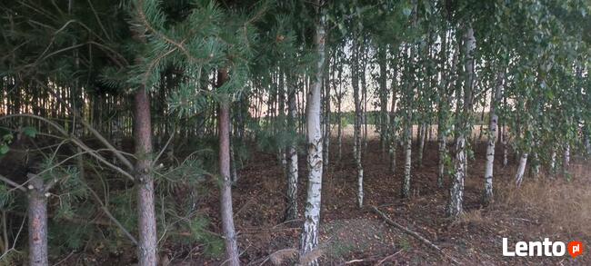 Okazja ! 3h lasu z dopłatami + działka do zabudowy