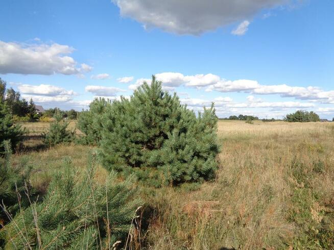 Skulsk – Działki z warunkami zabudowy