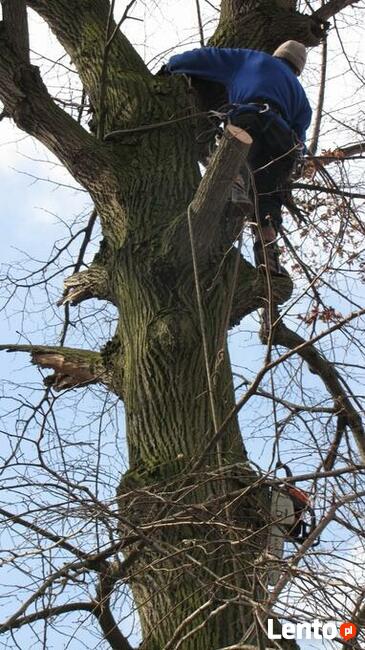 Wycinka drzew Poznań, Luboń, Przeźmierowo, Mosina, Stęszew,
