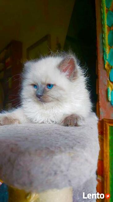 Rodowód WCF/PZF legalna hodowla + rodowód+ks.zdrowia