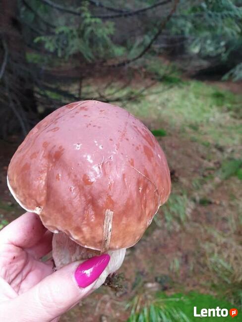 Pierogi domowe recznie lepione kiszona kapusta domowa, borowi