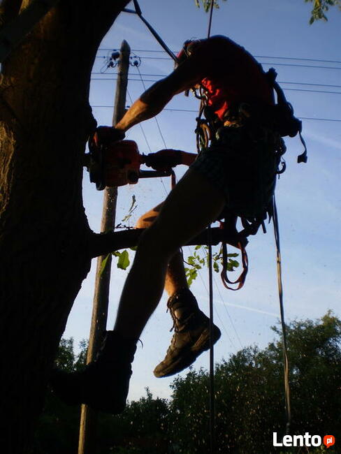 Wycinka drzew Poznań, Luboń, Przeźmierowo, Mosina, Stęszew,