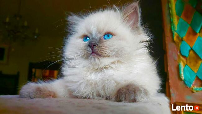 Rodowód WCF/PZF legalna hodowla + rodowód+ks.zdrowia