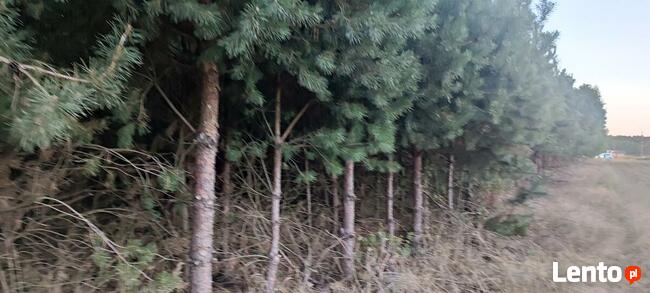 Okazja ! 3h lasu z dopłatami + działka do zabudowy