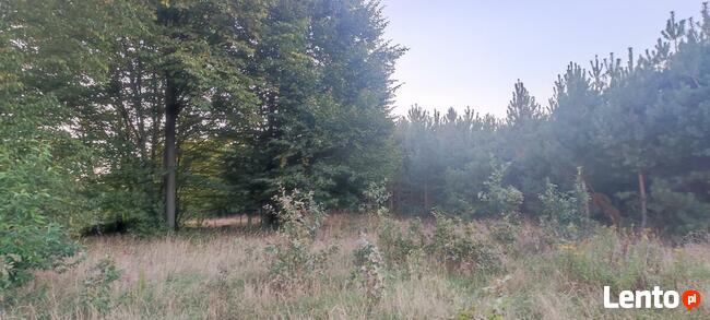 Okazja ! 3h lasu z dopłatami + działka do zabudowy